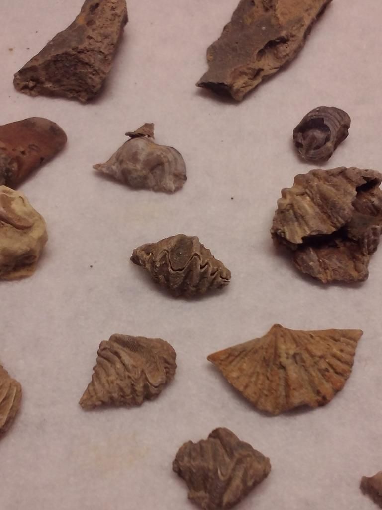 Mineral Wells/lake Jacksboro Trip Fossil Hunting Trips The Fossil Forum